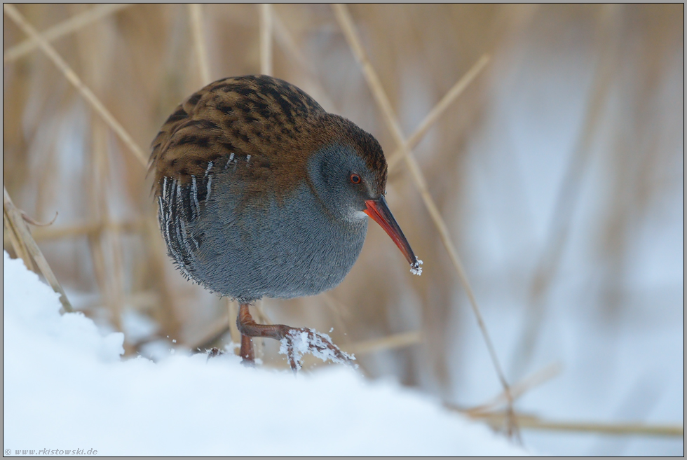 heimlich... Wasserralle *Rallus aquaticus* im Schnee