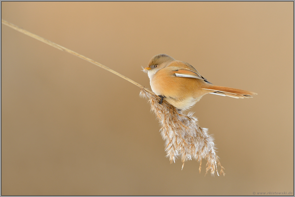 mit ernstem Blick... Bartmeise *Panurus biarmicus*, Weibchen