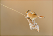 mit ernstem Blick... Bartmeise *Panurus biarmicus*, Weibchen