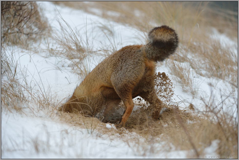 bei der Arbeit... Rotfuchs *Vulpes vulpes* gräbt ein Loch