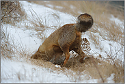 bei der Arbeit... Rotfuchs *Vulpes vulpes* gräbt ein Loch