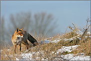 Kyrill... Rotfuchs *Vulpes vulpes* auf Windwurffläche