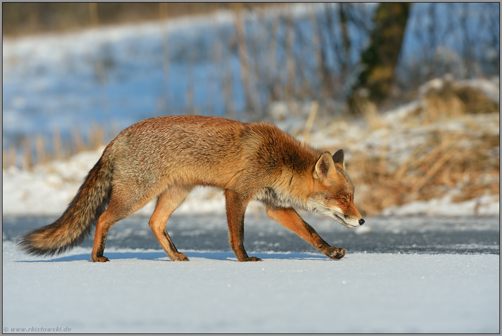 am Ufer entlang... Rotfuchs *Vulpes vulpes* unterwegs in der Wintersonne