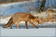 am Ufer entlang... Rotfuchs *Vulpes vulpes* unterwegs in der Wintersonne