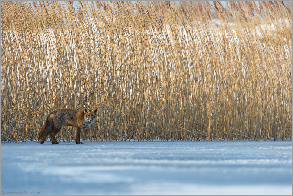 am Schilfrand... Rotfuchs *Vulpes vulpes* im Winterfell