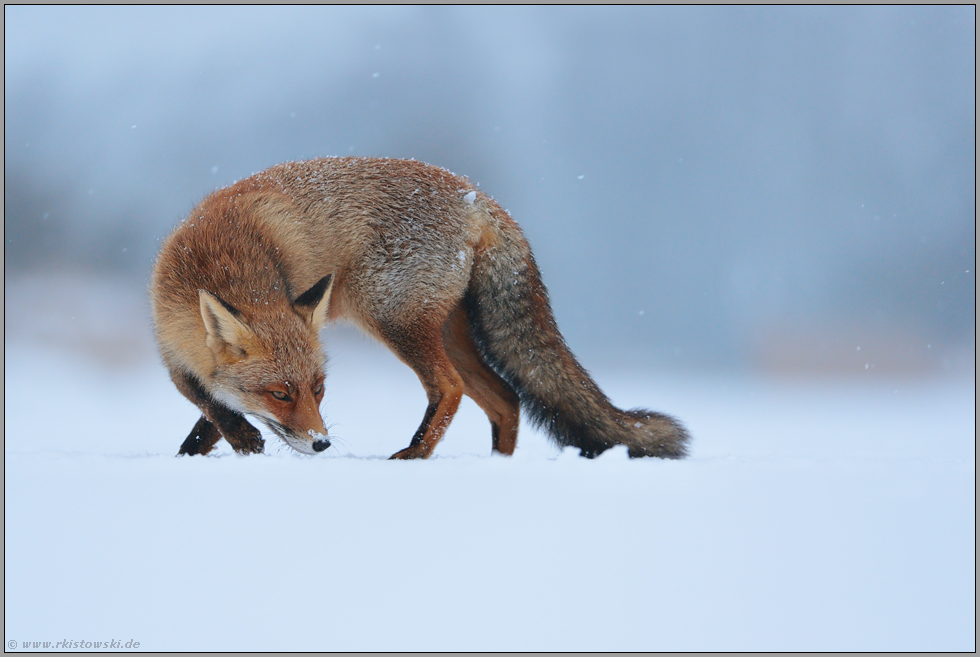 Kehrtwende... Rotfuchs *Vulpes vulpes* im Schnee