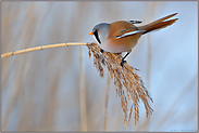 Balanceakt... Bartmeise *Panurus biarmicus*