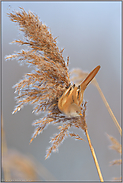 akrobatisch... Bartmeise *Panurus biarmicus* im Winter im Schilf