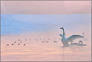 bei Eiseskälte... Singschwan *Cygnus cygnus* im Winter