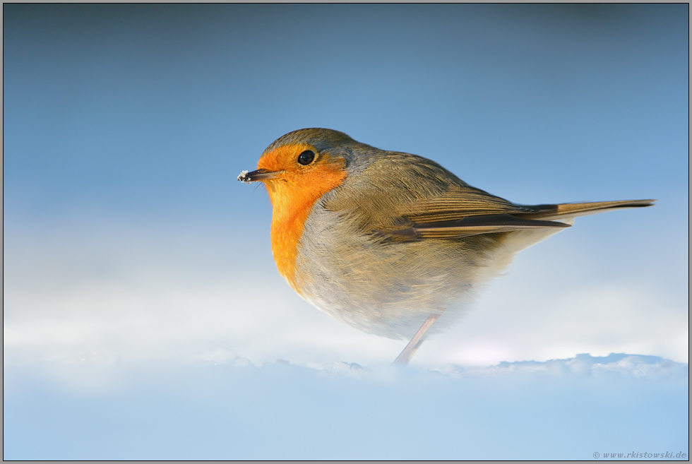 eisblau und leuchtend orange... Rotkehlchen *Erithacus rubecula* im Winter