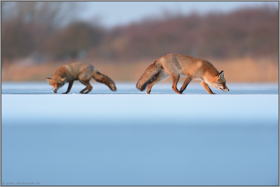 eisblau... Rotfüchse *Vulpes vulpes*