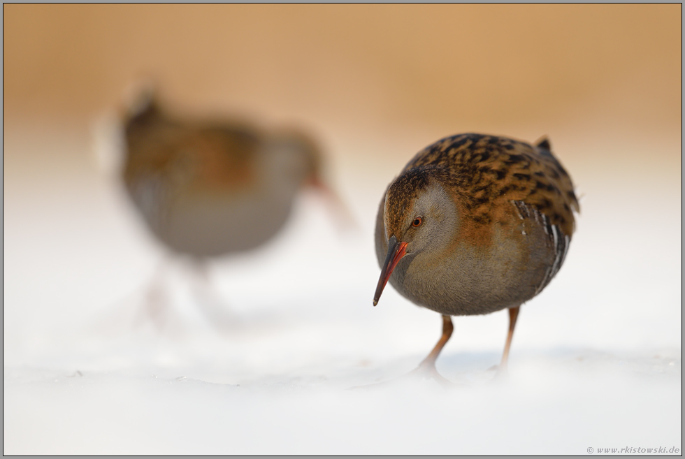 zwei Wasserrallen auf Nahrungssuche... Wasserralle *Rallus aquaticus* bei Eis und Schnee