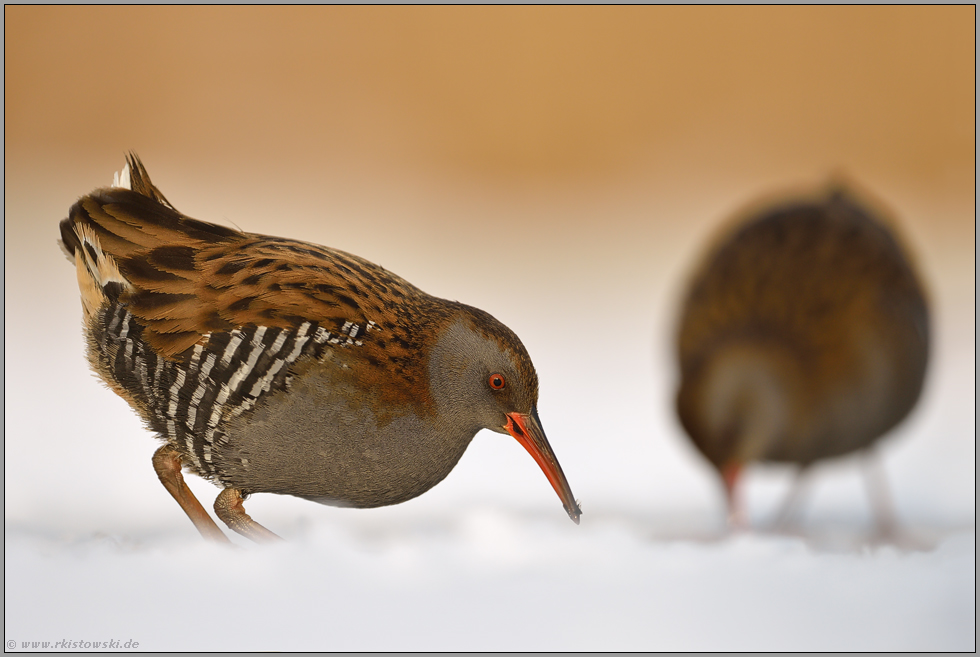 am Wasserloch... Wasserralle *Rallus aquaticus*