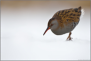 ganz in weiß... Wasserralle *Rallus aquaticus* im Schnee