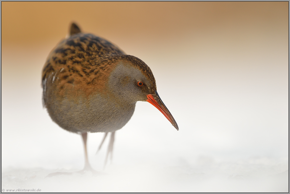 ganz nah... Wasserralle *Rallus aquaticus* im Winter