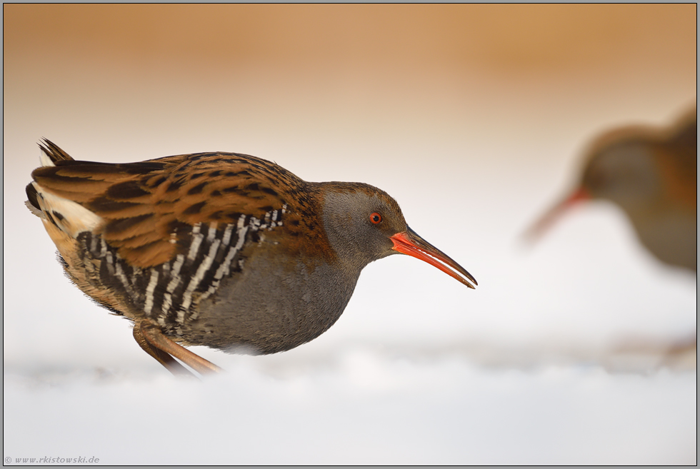 zwei davon... Wasserralle *Rallus aquaticus * im Winter