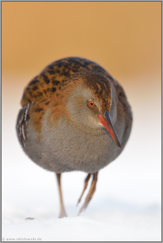 formatfüllend im Hochformat...  Wasserralle *Rallus aquaticus*