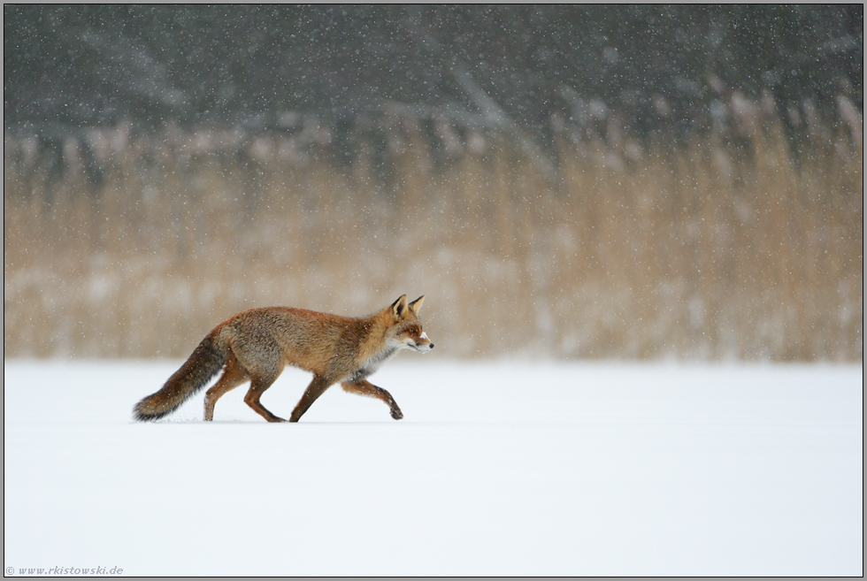 bei Schneefall... Rotfuchs *Vulpes vulpes* im Winter