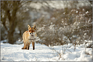 blinzelnd... Rotfuchs *Vulpes vulpes* bei Schnee und Sonne