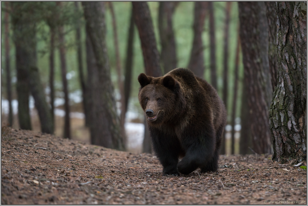 den Berg hoch... Europäischer Braunbär *Ursus arctos*