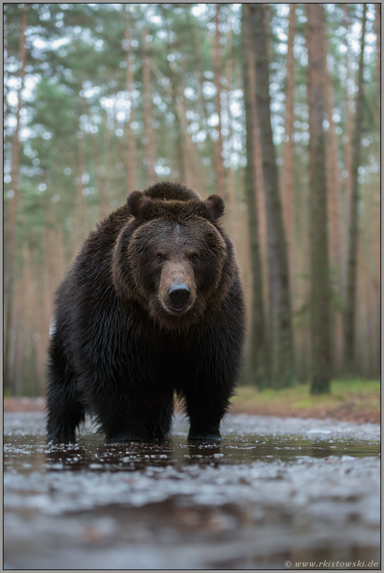 bedrohlicher Blickkontakt... Europäischer Braunbär *Ursus arctos* aus der Froschperspektive