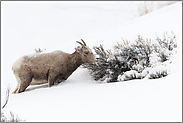 bei der Nahrungssuche ... Dickhornschaf *Ovis canadensis* im Winter bei Schnee