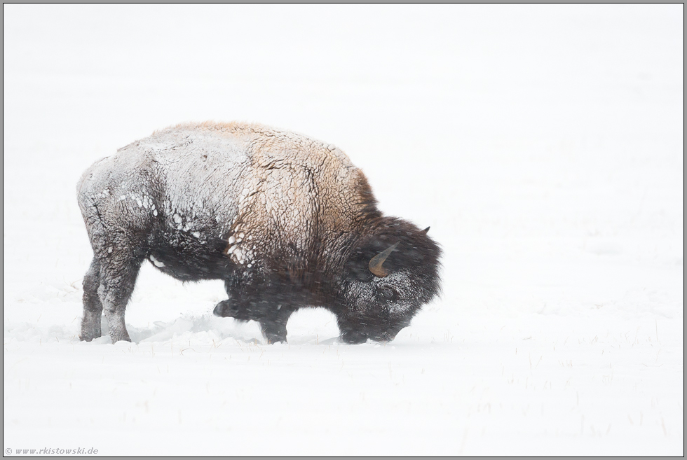 im Schnee scharrend... Amerikanischer Bison *Bison bison* im Schneesturm