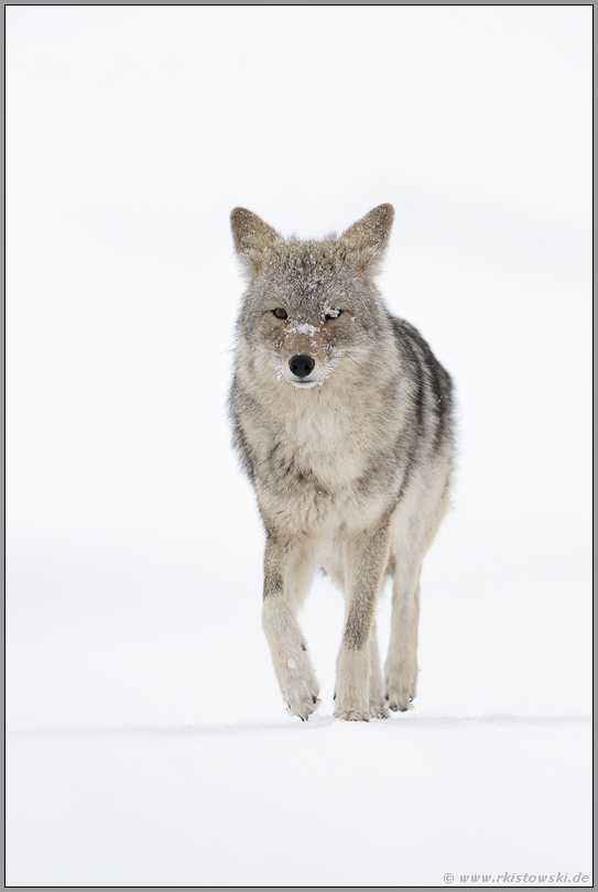 in leichtem Trab... Kojote *Canis latrans*