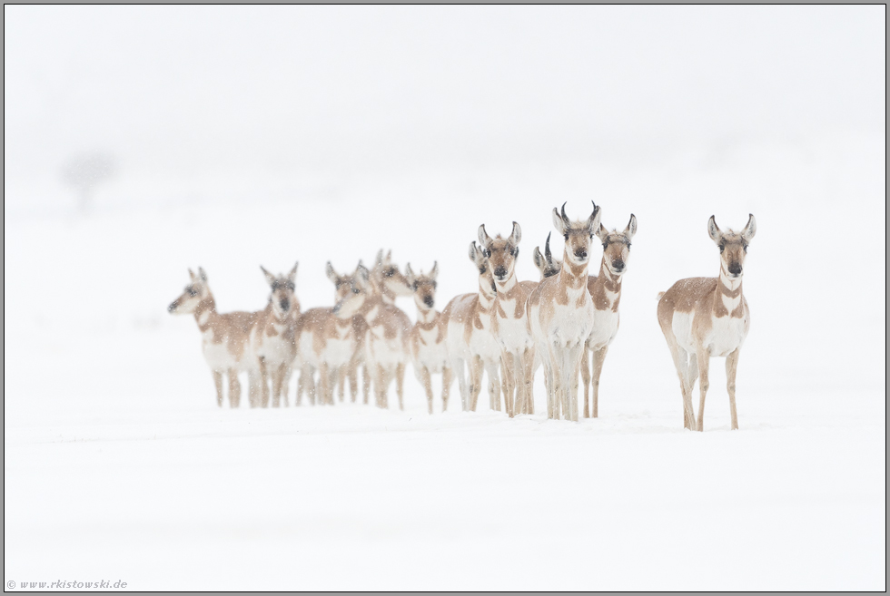 im Schneetreiben... Gabelantilopen *Antilocapra americana*