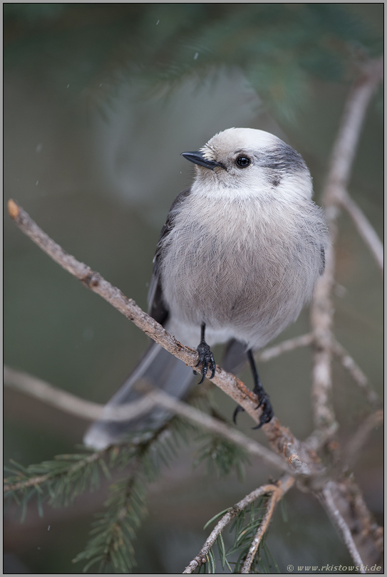 niedlich anzusehen... Meisenhäher *Perisoreus canadensis*