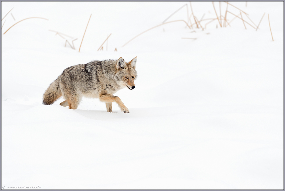 vom Wolf manchmal nur schwer zu unterscheiden... Kojote *Canis latrans* im Winter