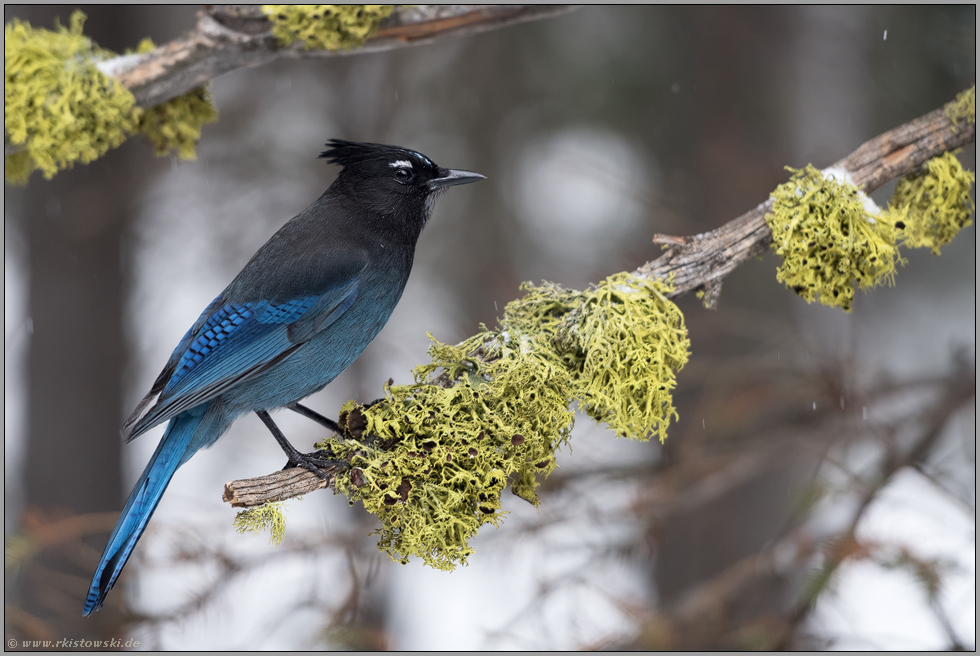 Federn wie ein Eichelhäher... Diademhäher *Cyanocitta stelleri*