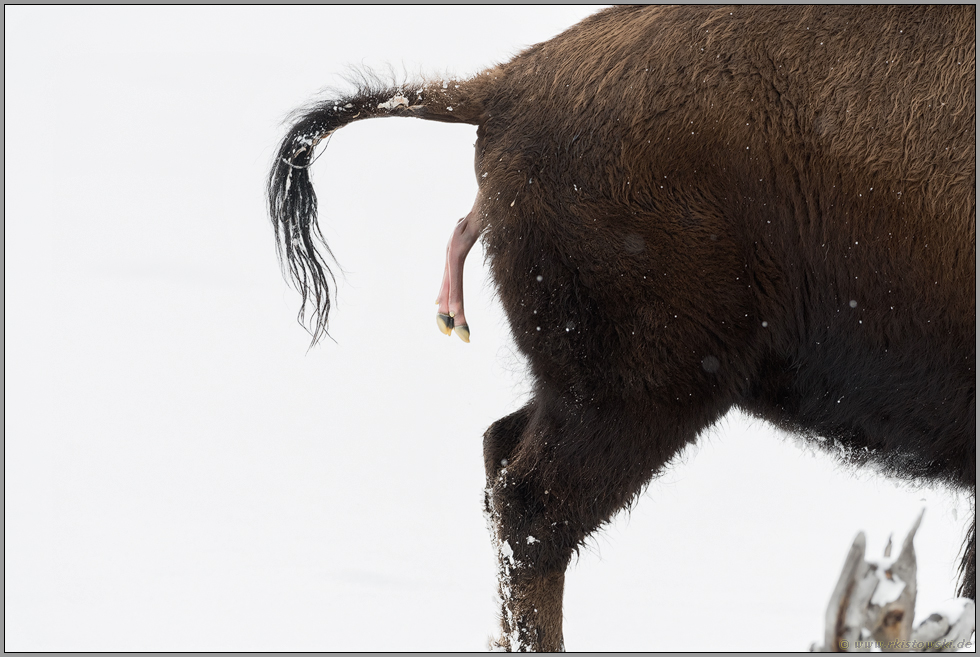 die Geburt... Amerikanischer Bison *Bison bison*