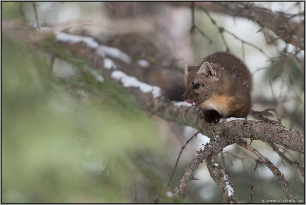 auf der Jagd... Amerikanischer Baummarder *Martes americana* im Winter