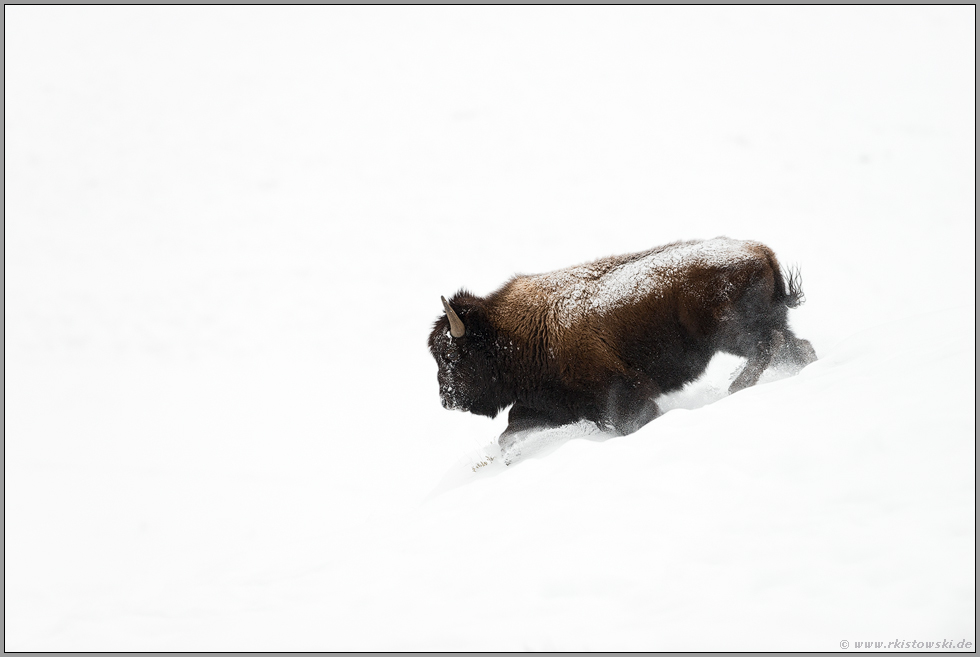 im weißen Nichts... Amerikanischer Bison *Bison bison* stürmt durch Pulverschnee