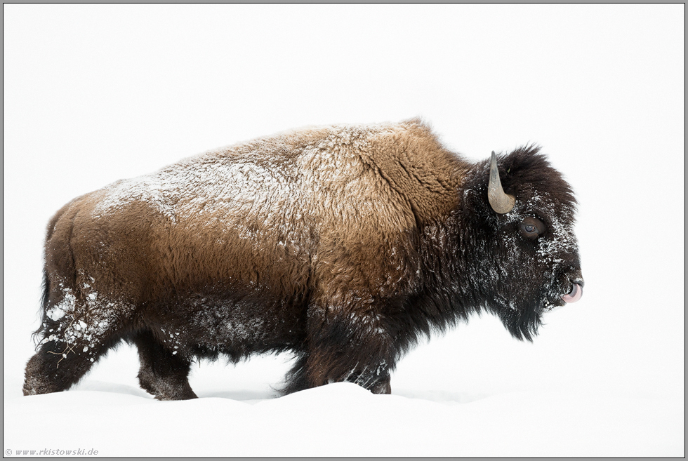 ein beeindruckendes Tier... Amerikanischer Bison *Bison bison* in Schnee und Eis