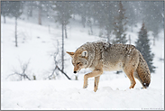 Schneefall... Kojote *Canis latrans*