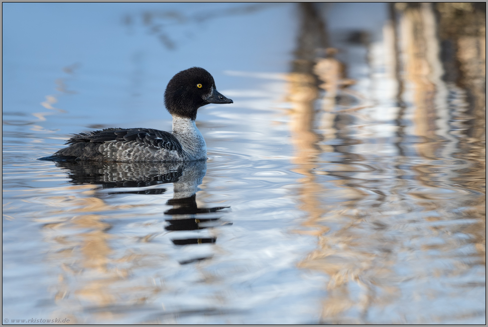 kleine Ente... Spatelente *Bucephala islandica*