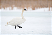 schwarze Füße... Trompeterschwan *Cygnus buccinator* in Eis und Schnee