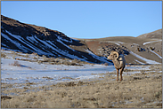 weites Tal... Dickhornschaf *Ovis canadensis*