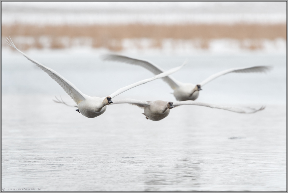 im Flug über dem Wasser... Trompeterschwan *Cygnus buccinator*