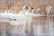 ein Pärchen... Trompeterschwan *Cygnus buccinator* schwimmt im Wasser