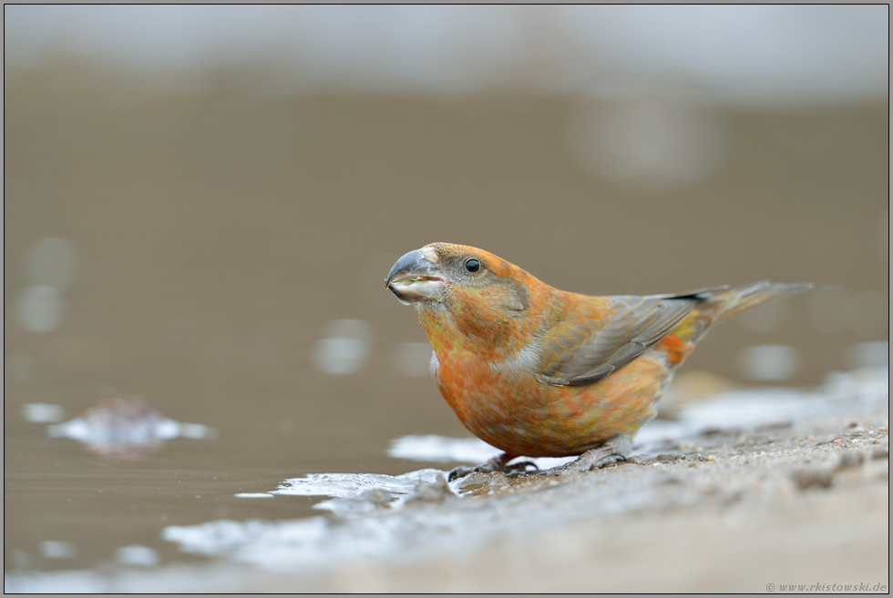 gelbgrün-orange... Kiefernkreuzschnabel *Loxia pytyopsittacus*