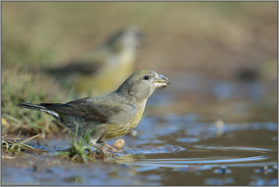 an der Wasserstelle... Kiefernkreuzschnabel *Loxia pytyopsittacus*