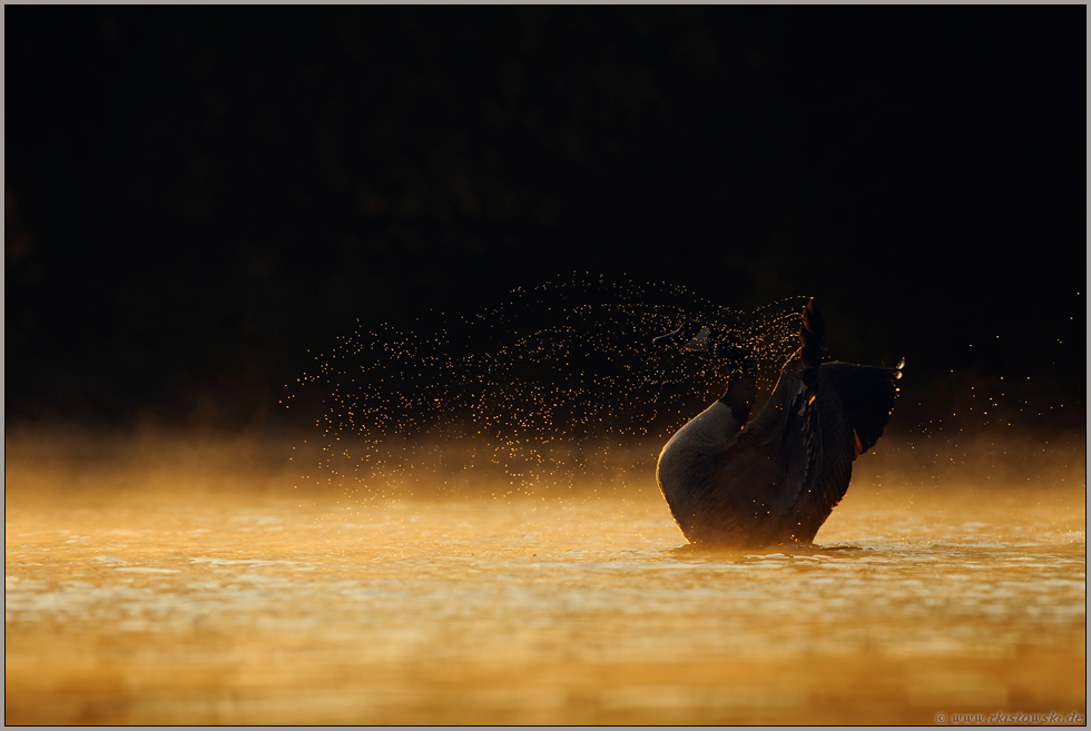 glühendes Wasser... Kanadagans *Branta canadensis*