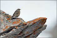 hoch über'm Tal... Alpenbraunelle  *Prunella collaris* im zeitigen Frühjahr