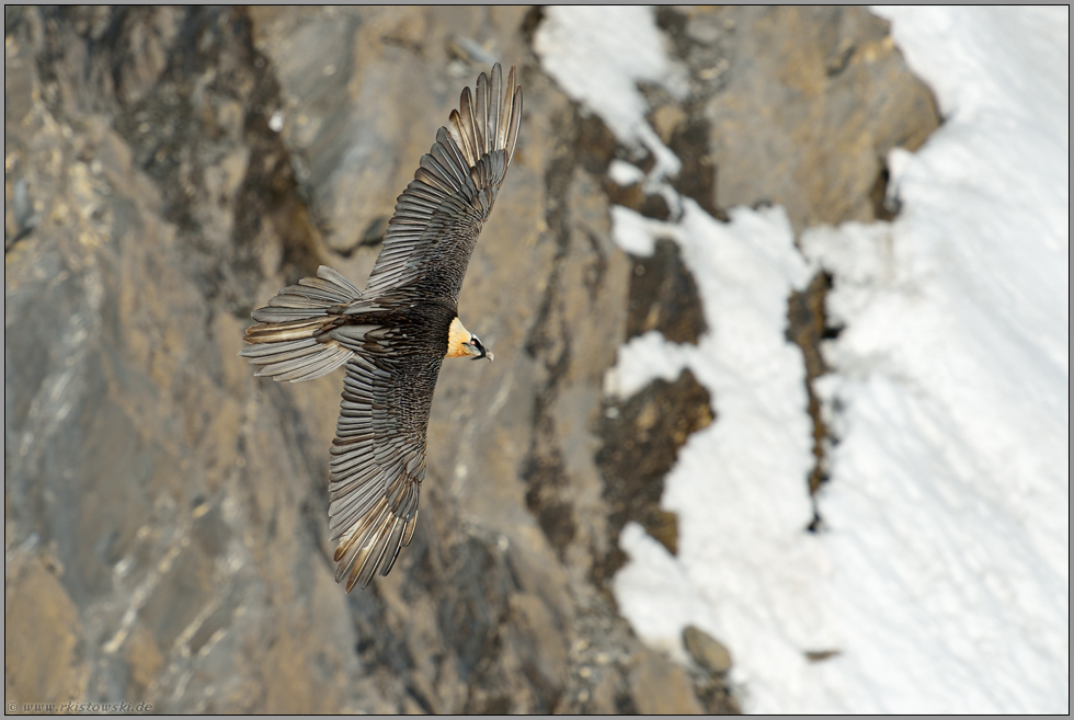 Segelflieger... Bartgeier *Gypaetus barbatus*