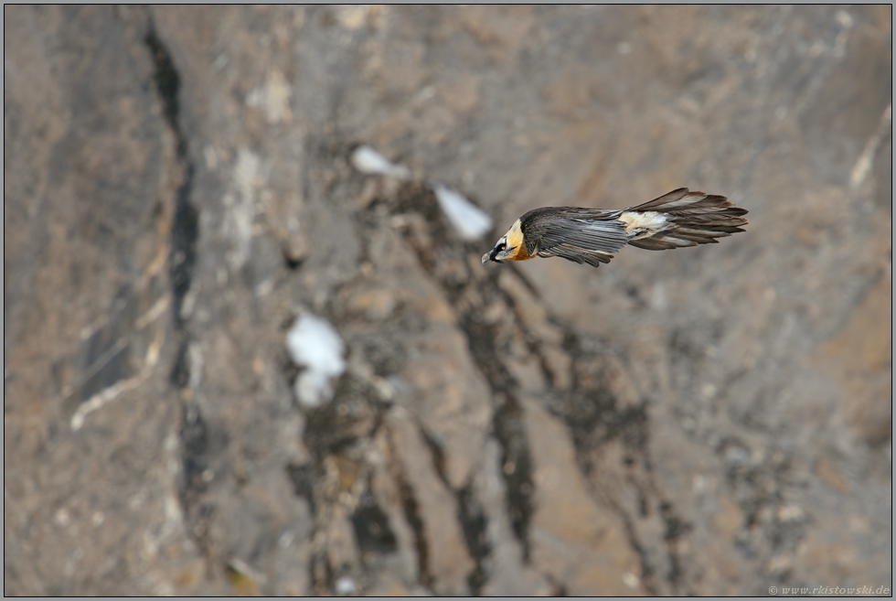 Stromlinie... Bartgeier *Gypaetus barbatus* auf Augenhöhe