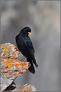 Blick in's Tal... Alpendohle *Pyrrhocorax graculus*