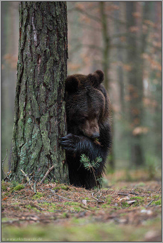 du siehst mich nicht... Europäischer Braunbär *Ursus arctos*